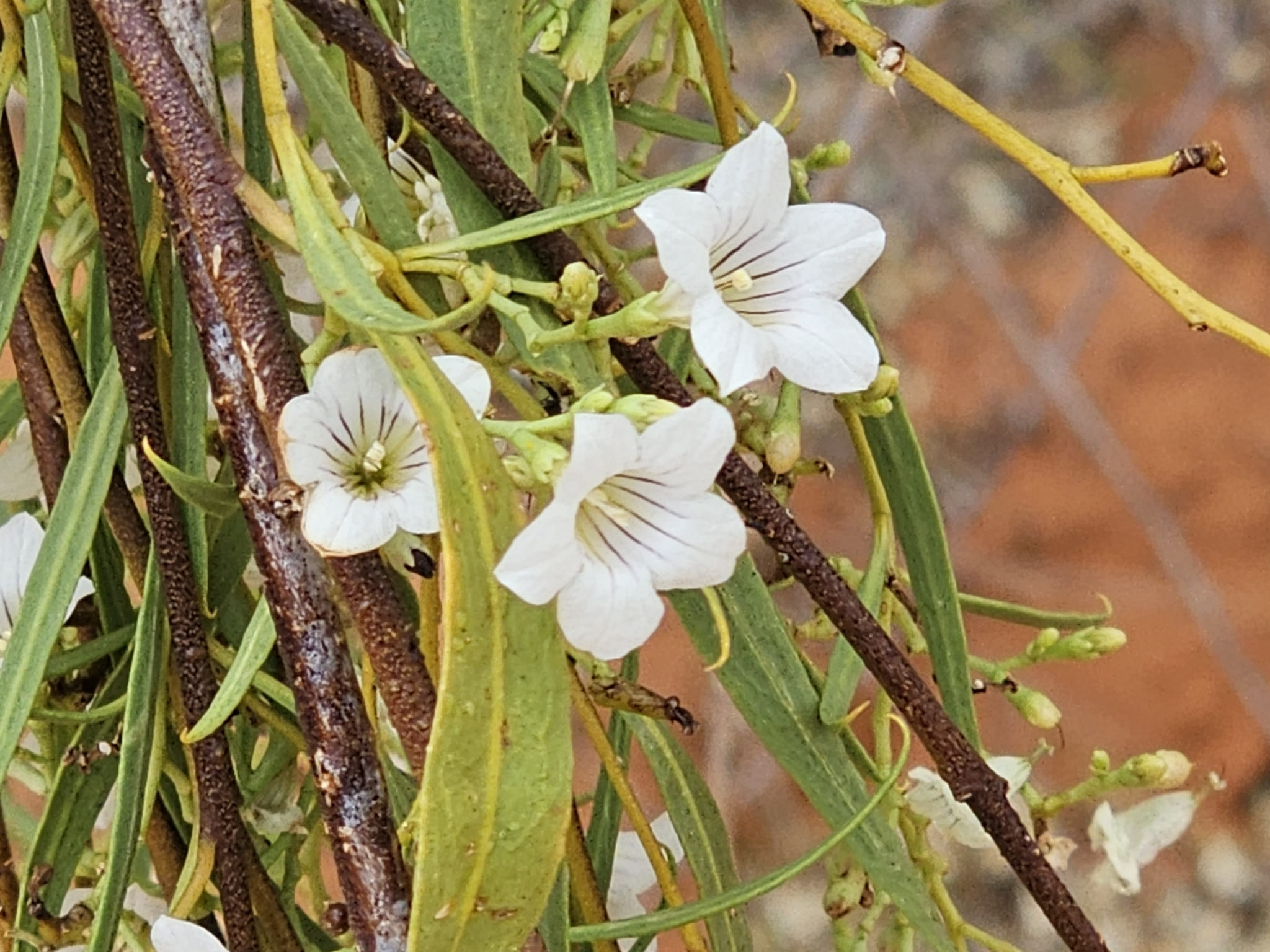 Pituri by Michael McBain